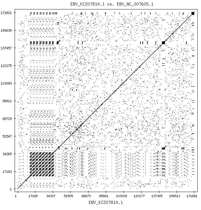 Mp EBV KC207814.1 vs EBV NC 007605.1 12 0 100 nuc.gif